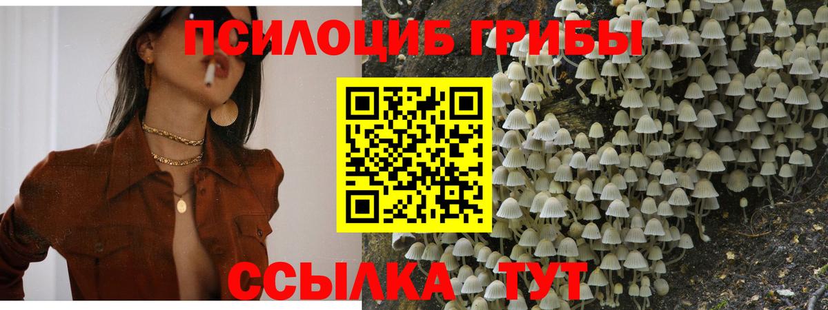 Галлюциногенные грибы Psilocybe Бирск